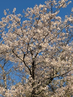 野見金公園にて満開の桜
